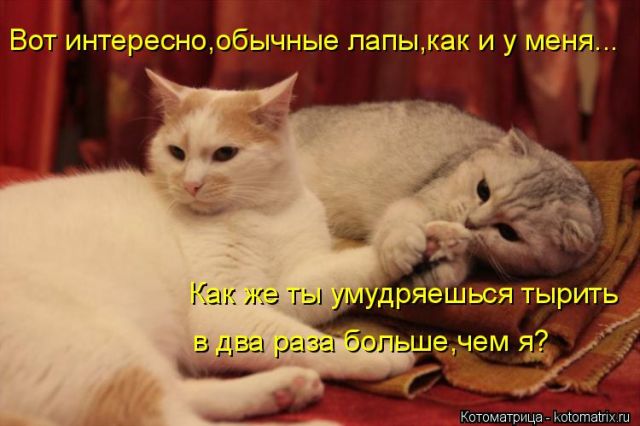 Лучшие котоматрицы недели