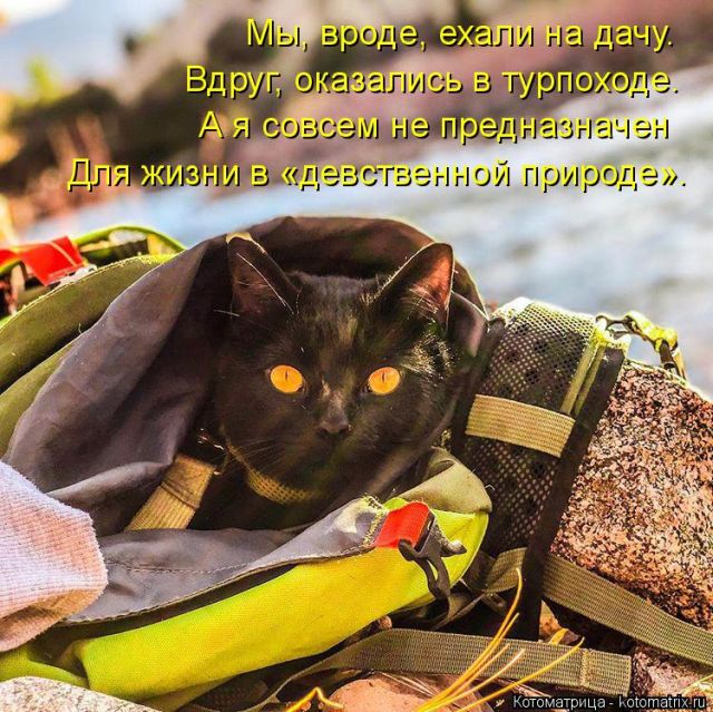 Лучшие котоматрицы недели