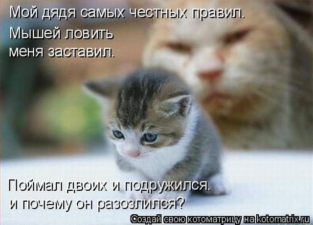 Лучшие котоматрицы недели