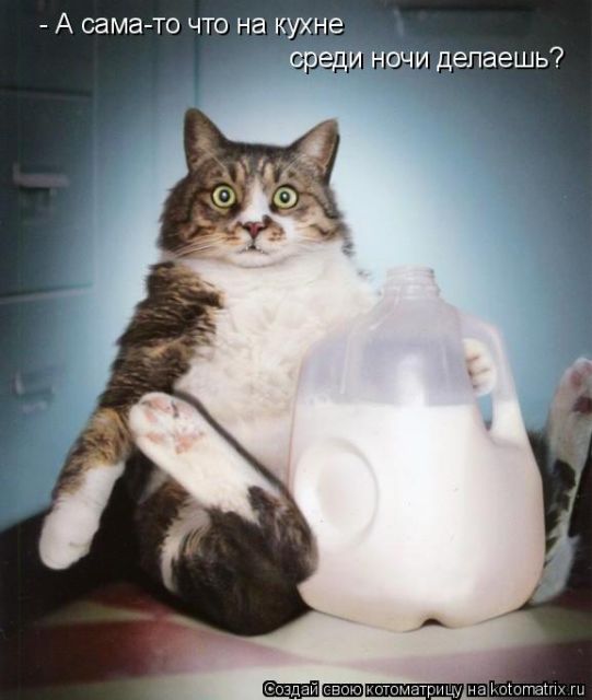Лучшие котоматрицы недели