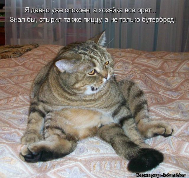 Лучшие котоматрицы недели