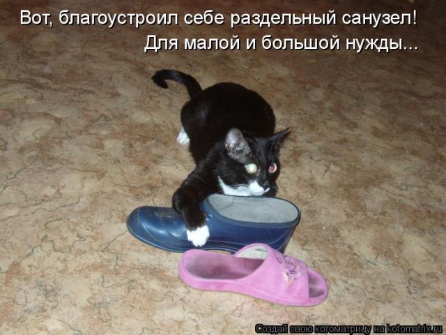 Лучшие котоматрицы недели