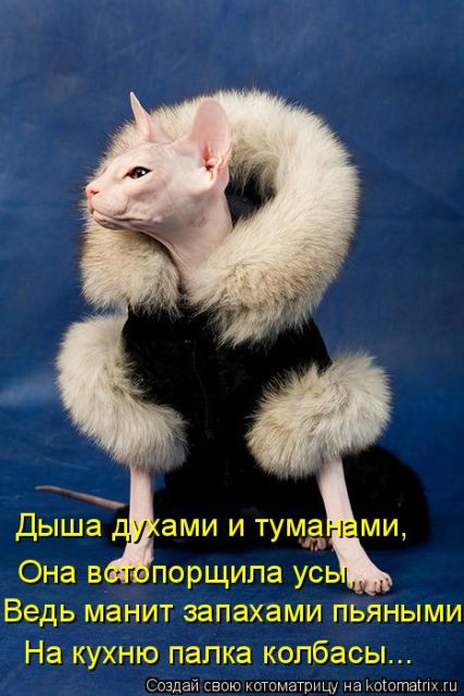 Лучшие котоматрицы недели