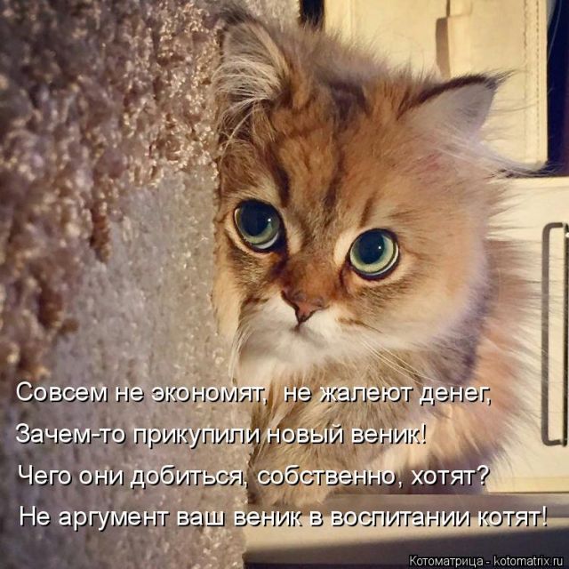 Лучшие котоматрицы недели