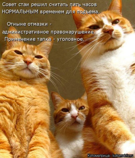 Лучшие котоматрицы недели