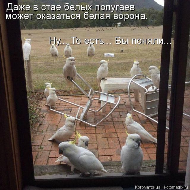 Лучшие котоматрицы недели