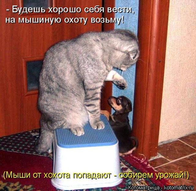 Лучшие котоматрицы недели