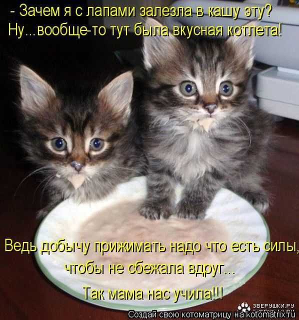 Лучшие котоматрицы недели