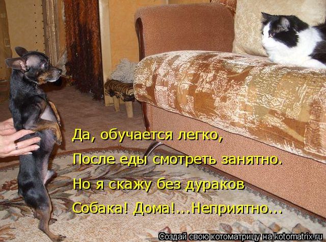 Лучшие котоматрицы недели
