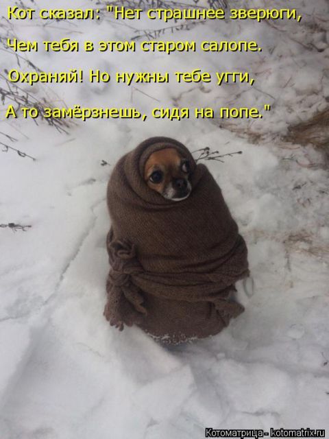 Лучшие котоматрицы недели