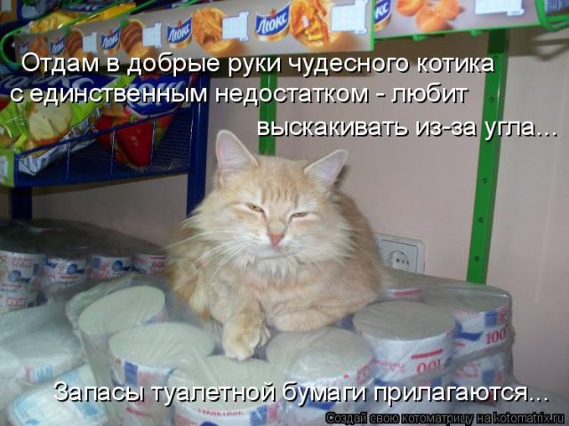 Лучшие котоматрицы недели