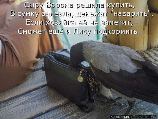 Лучшие котоматрицы недели