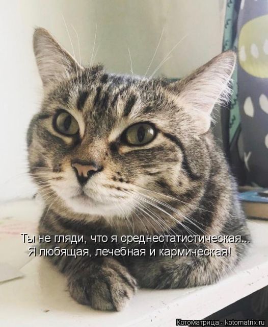 Лучшие котоматрицы недели