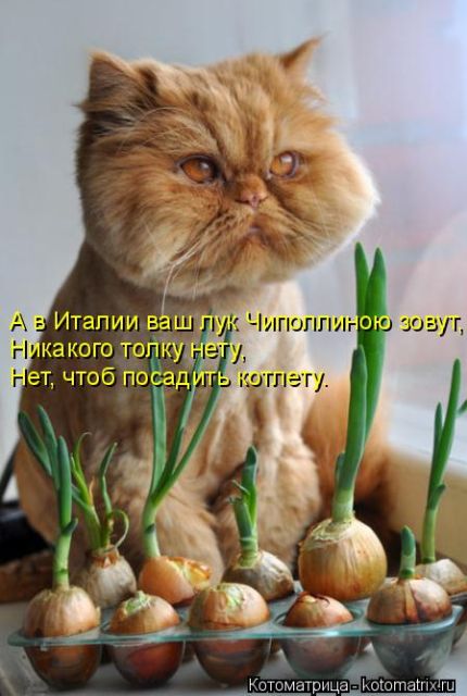 Лучшие котоматрицы недели