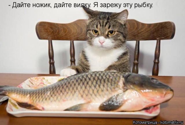Лучшие котоматрицы недели