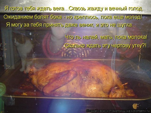 Лучшие котоматрицы недели
