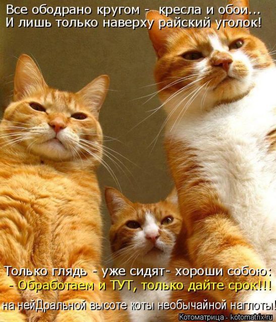 Лучшие котоматрицы недели