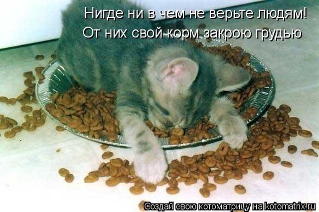 Лучшие котоматрицы недели