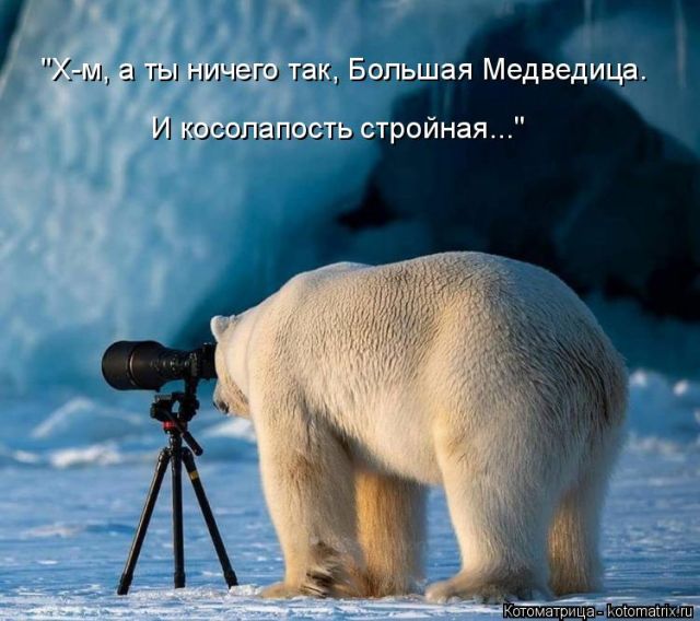 Лучшие котоматрицы недели