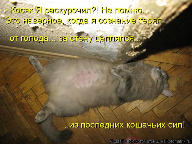 Лучшие котоматрицы недели