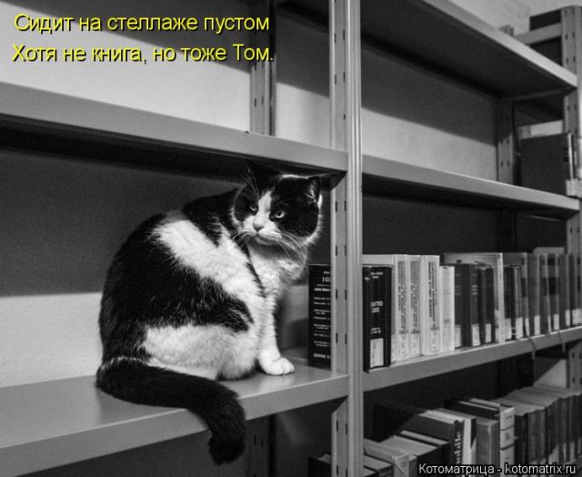 Лучшие котоматрицы недели