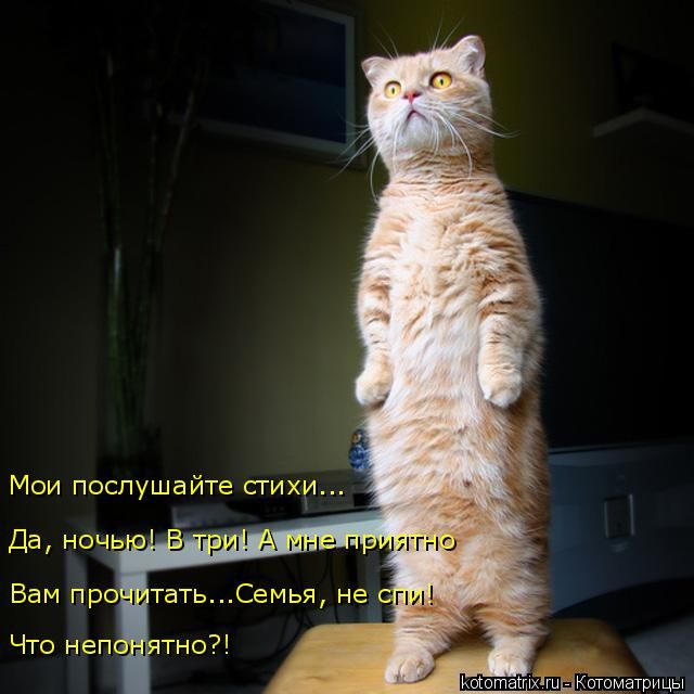 Лучшие котоматрицы недели