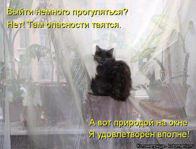 Лучшие котоматрицы недели