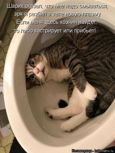 Лучшие котоматрицы недели