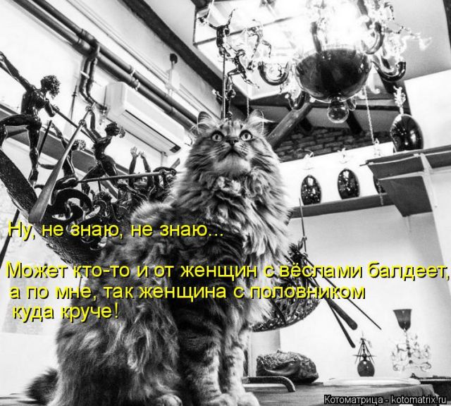 Лучшие котоматрицы недели