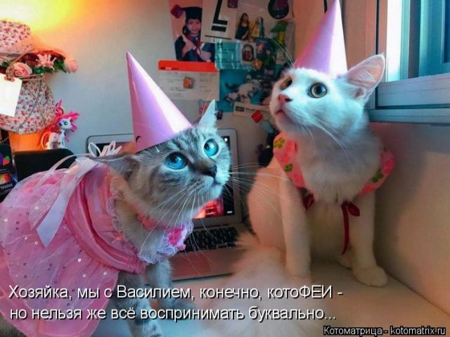 Лучшие котоматрицы недели