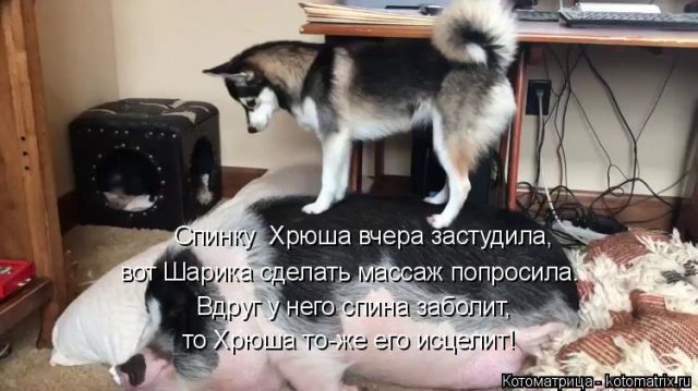 Лучшие котоматрицы недели