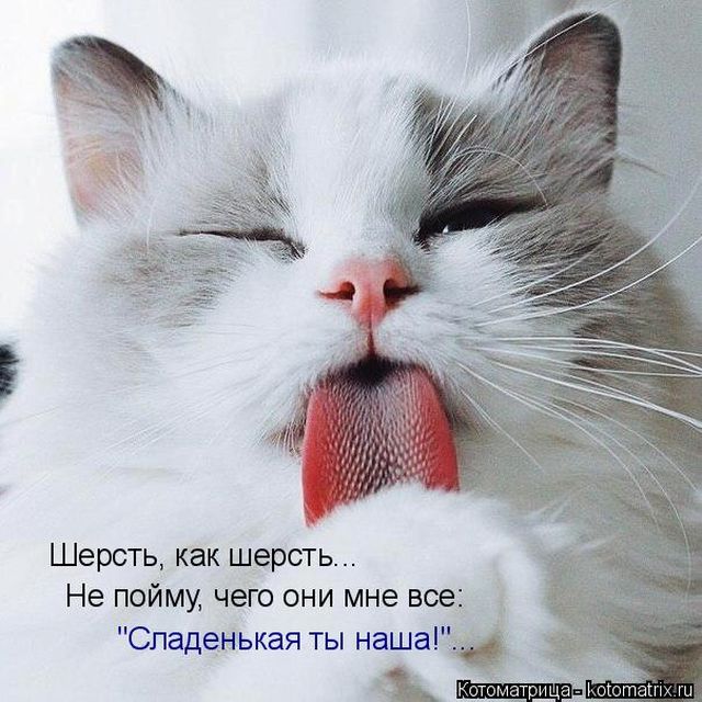 Лучшие котоматрицы недели