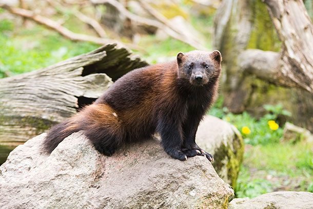 25 животных, которые могут запросто убить человека 25 животных, которые могут запросто убить человека
