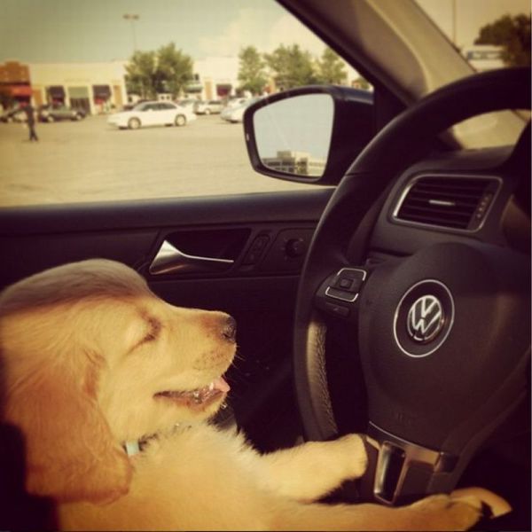 Прикольные картинки