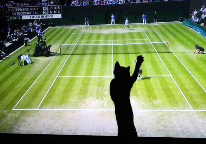 Прикольные картинки