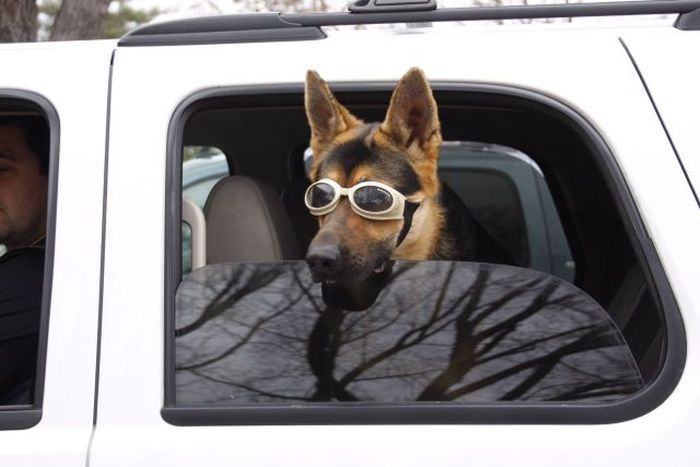 Прикольные картинки