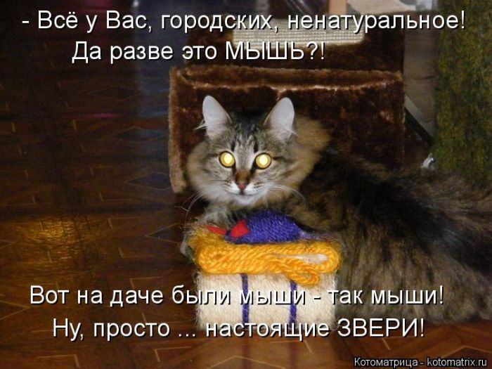 Лучшие котоматрицы недели