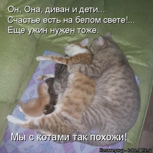 Лучшие котоматрицы недели