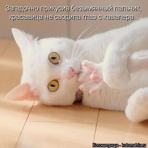 Лучшие котоматрицы недели