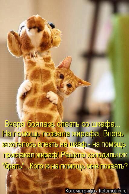 Лучшие котоматрицы недели