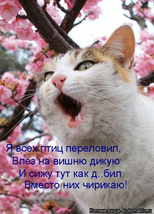 Лучшие котоматрицы недели
