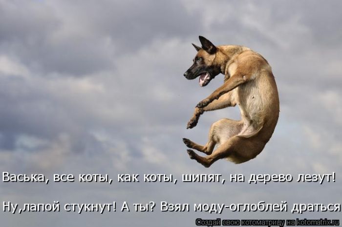 Лучшие котоматрицы недели
