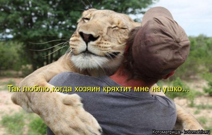 Лучшие котоматрицы недели