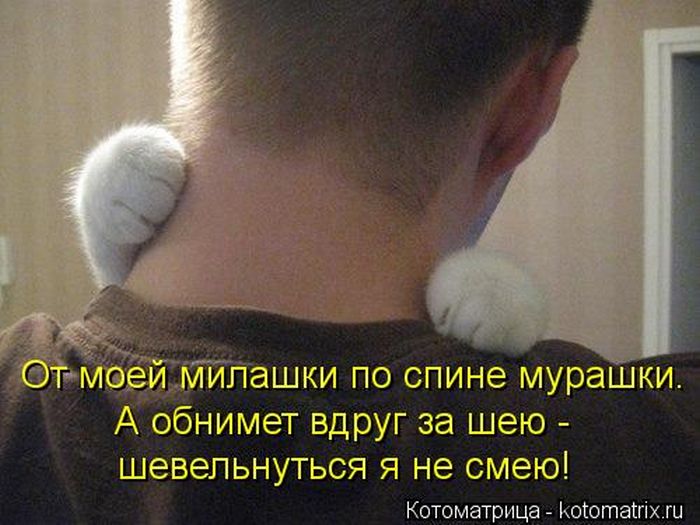 Лучшие котоматрицы недели