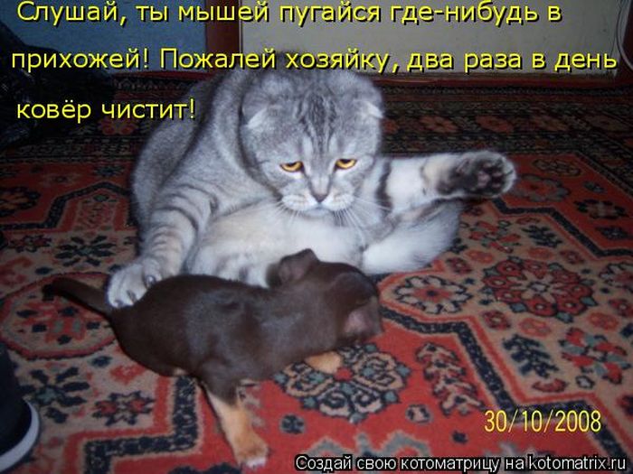 Лучшие котоматрицы недели