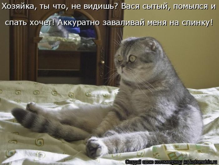 Лучшие котоматрицы недели