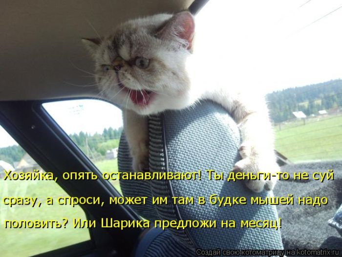 Лучшие котоматрицы недели