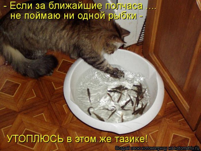 Лучшие котоматрицы недели