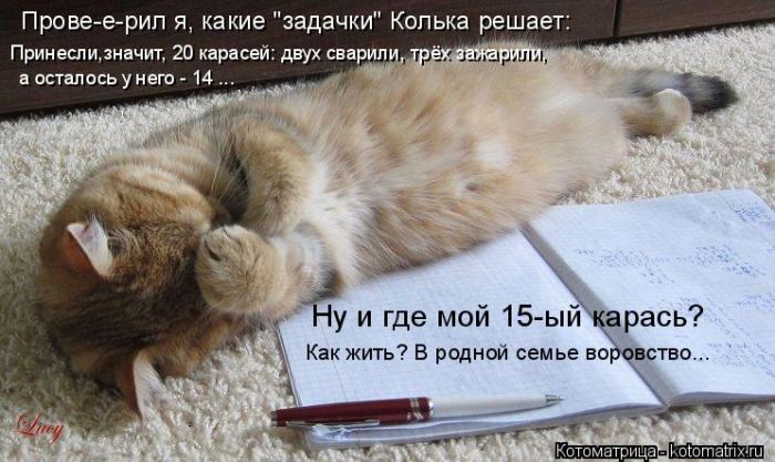 Лучшие котоматрицы недели