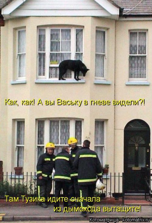 Лучшие котоматрицы недели